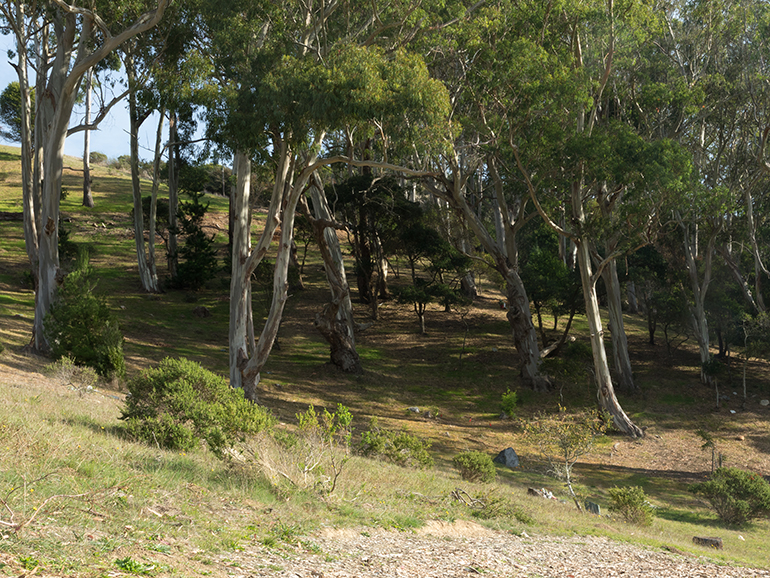 Natural Burial/Bury your loved ones organically in Founder's Forest