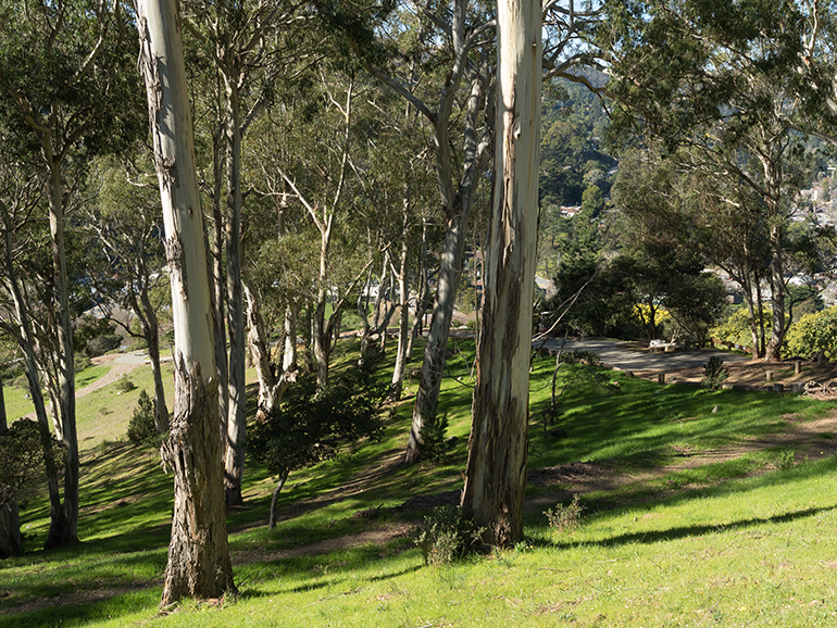 Natural Burial/Green burial in Founders Transition