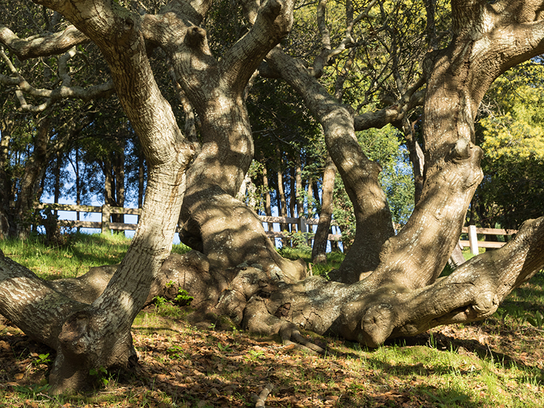 Natural burial ground in Gan Yarok Expansion