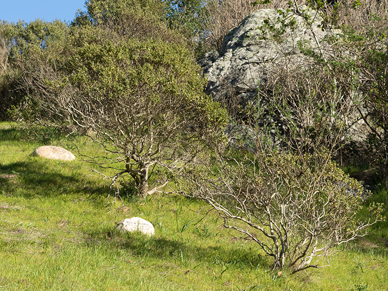 Natural Burial/Green cemtery in Golden Gate