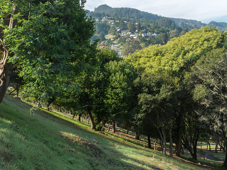 Natural Burial/Green burial in Lower Meadow