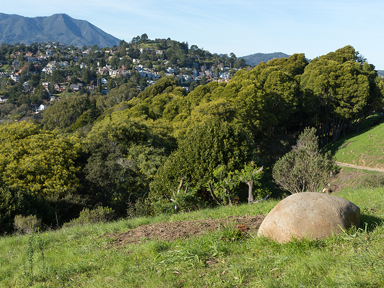 Natural Burial in Sacred Grove